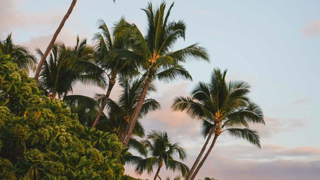 forest with plenty of palm trees in Big Island Hawaii