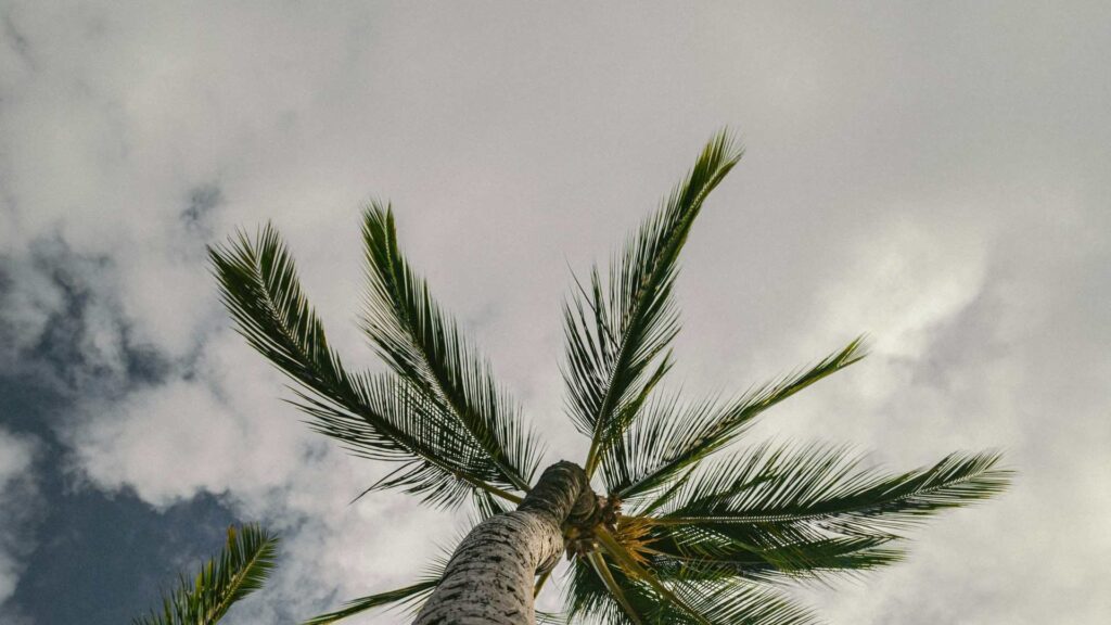 under the tree over cloudy weather in Maui Hawaii